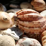 Chakra Kabak 파랄리아