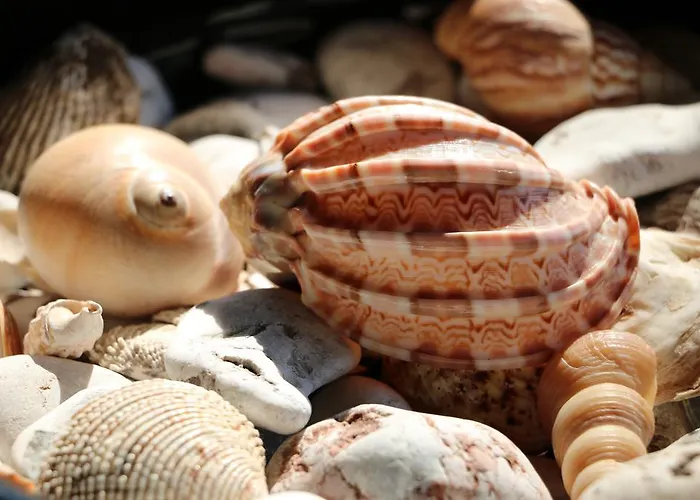 Chakra Kabak Faralya