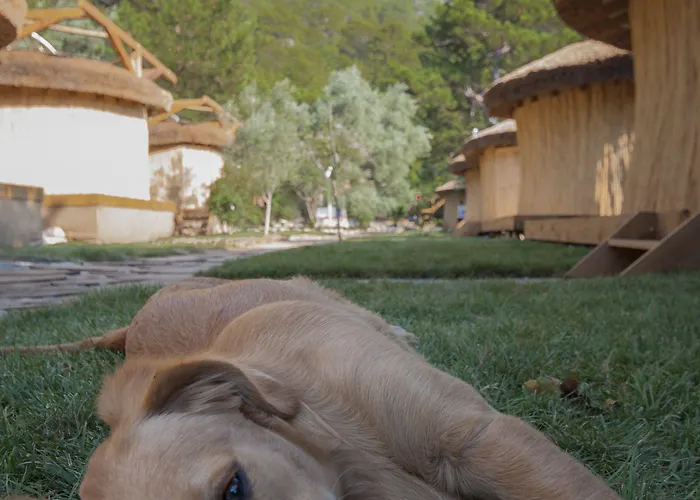 Chakra Kabak Faralya